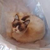 Foto del gato perdido en Dock Sud