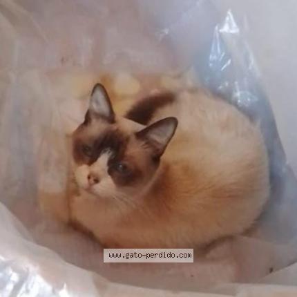 Foto 1/1 Bruce Chat perdido en Dock sud