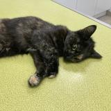 Foto de gato encontrado en Montlucon