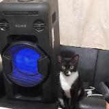 Foto del gato perdido en Chiclayo