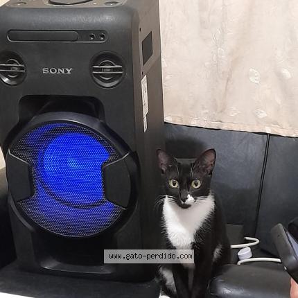 Foto 1/1 Kitty Chat perdido en Chiclayo