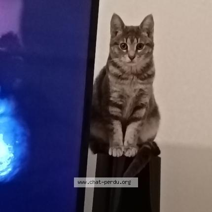 Foto 1/1 Gato encontrado Perdido en Marly
