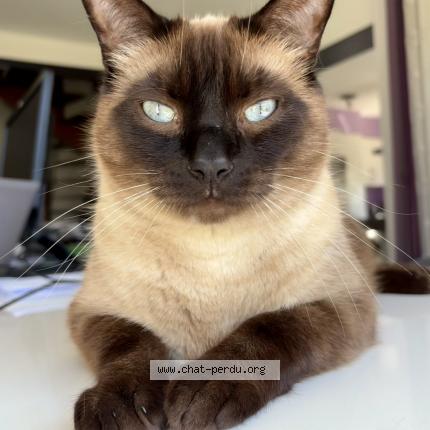 Foto 1/1 Picasso Chat perdido en Benejacq