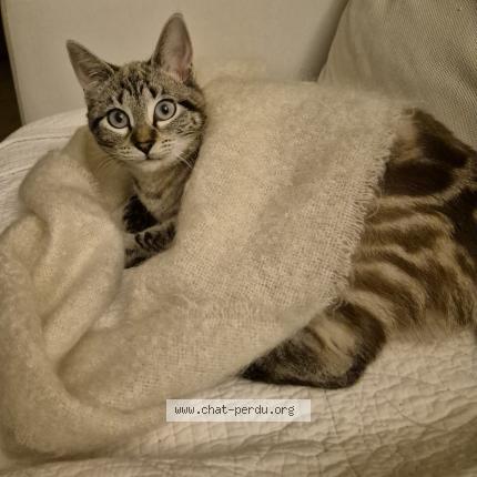 Foto 1/1 Chouchou Chat perdido en Mouguerre