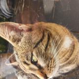 Foto de gato encontrado en Jarville La Malgrange