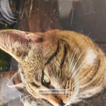 Foto 1/1 Gato encontrado Encontrado en Jarville la malgrange