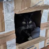 Foto del gato perdido en Montaut