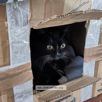 Foto 1/1 Chaussette Chat perdido en Montaut