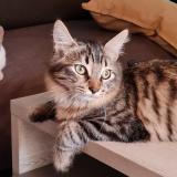 Foto del gato perdido en Bernac Debat