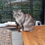 Foto del gato perdido en Zottegem