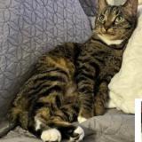 Foto del gato perdido en Valenciennes