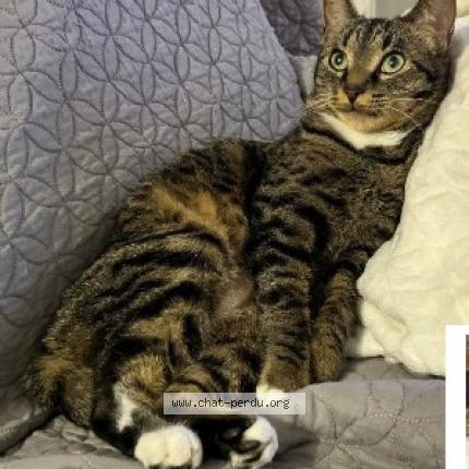 Foto 1/1 kali Chat perdido en Valenciennes