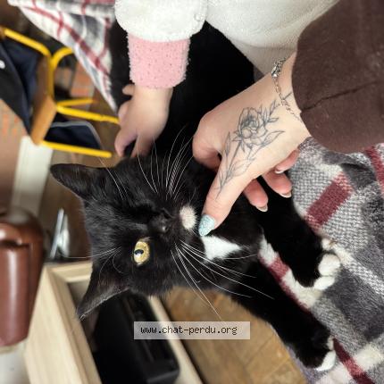 Foto 1/1 Fifille Chat perdido en Fourmies