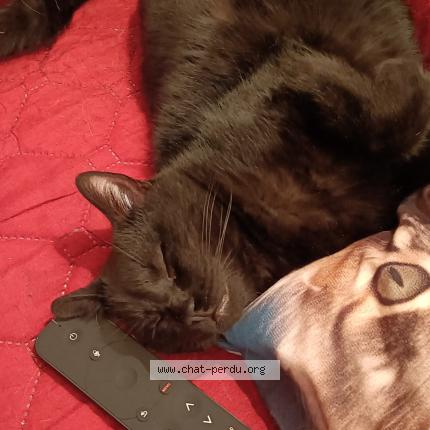 Foto 1/1 Ramsès Chat perdido en Sermange