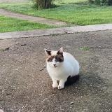 Foto de gato encontrado en Razac De Saussignac