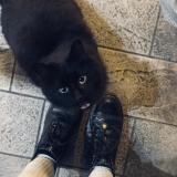 Foto de gato encontrado en La Reole