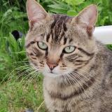 Foto del gato perdido en Lannemezan