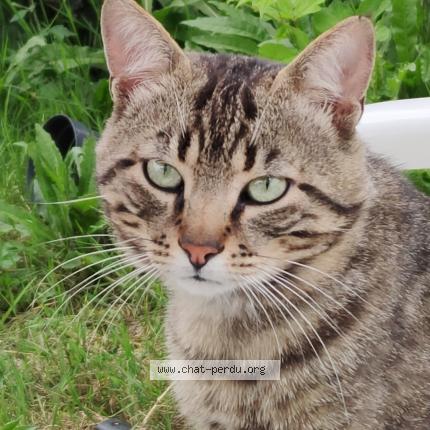 Foto 1/1 Rocky Chat perdido en Lannemezan