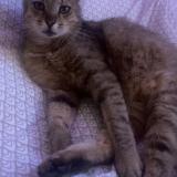 Foto del gato perdido en Talmay