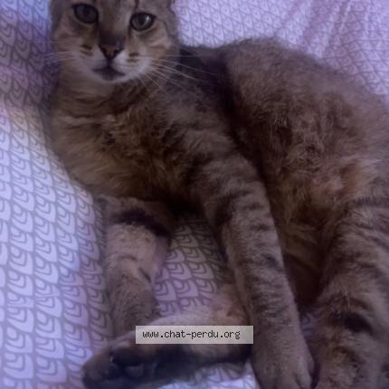 Foto 1/1 Tigrou Chat perdido en Talmay