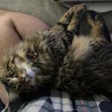 Foto del gato perdido en Simiane Collongue