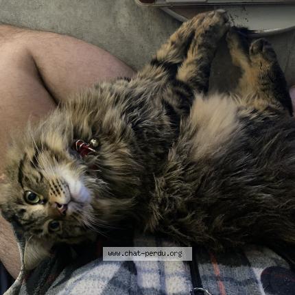 Foto 1/1 Tissah Chat perdido en Simiane collongue