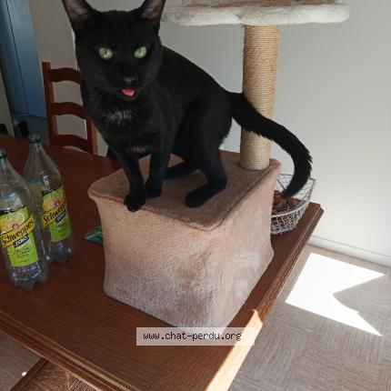 Foto 1/1 Miaouss Chat perdido en Ifs