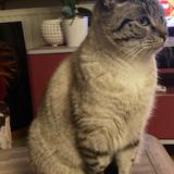 Foto del gato perdido en Nantes