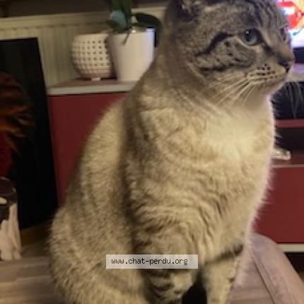 Foto 1/1 Nougat Chat perdido en Nantes