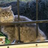 Foto de gato encontrado en Royat