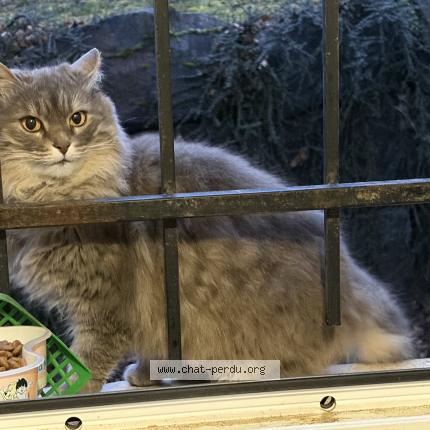 Foto 1/1 Gato encontrado Encontrado en Royat