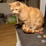 Foto de gato encontrado en Plumieux