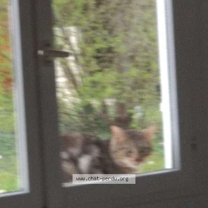 Foto 1/1 Gato encontrado Encontrado en Saint germain les corbeil