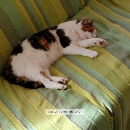 Foto 1/1 LABELLE Chat perdido en Vaugneray