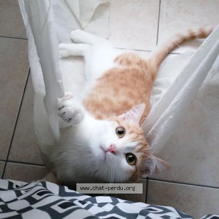 Foto 1/1 Harou Chat perdido en Saint michel