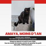 Foto del gato perdido en Rochefort