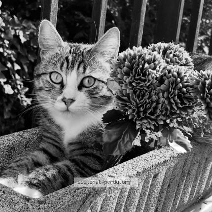 Foto 1/1 Moon Chat perdido en Dreux