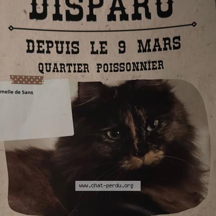 Foto 1/3 Bella Chat perdido en Paris