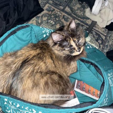 Foto 2/3 Bella Chat perdido en Paris