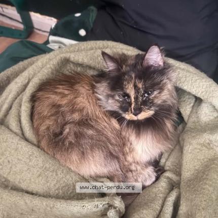 Foto 3/3 Bella Chat perdido en Paris