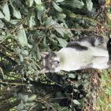 Foto de gato encontrado en Meaux