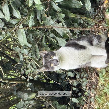 Foto 1/1 Gato encontrado Encontrado en Meaux