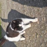 Foto de gato encontrado en Saint Louis De Montferrand