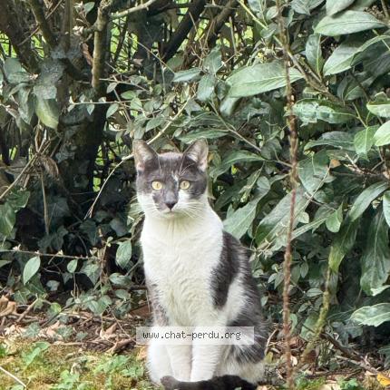 Foto 1/1 Gato encontrado Encontrado en Meaux