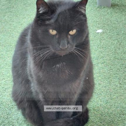 Foto 1/1 Gato encontrado Perdido en L union