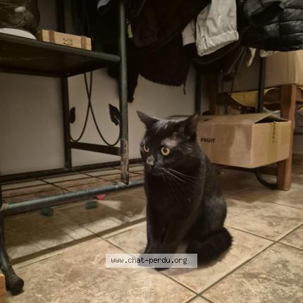 Foto 1/1 Gato encontrado Encontrado en Cabasse