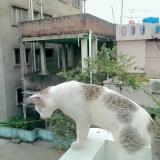 Foto del gato perdido en Kolkata