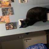 Foto del gato perdido en Avoudrey