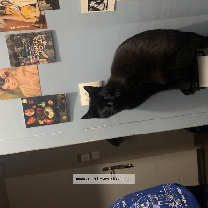 Foto 1/1 berlioz Chat perdido en Avoudrey