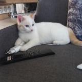 Foto del gato perdido en Massac Seran